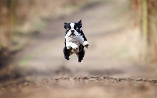 Fifth Annual Trail Terrier Beer Mile!