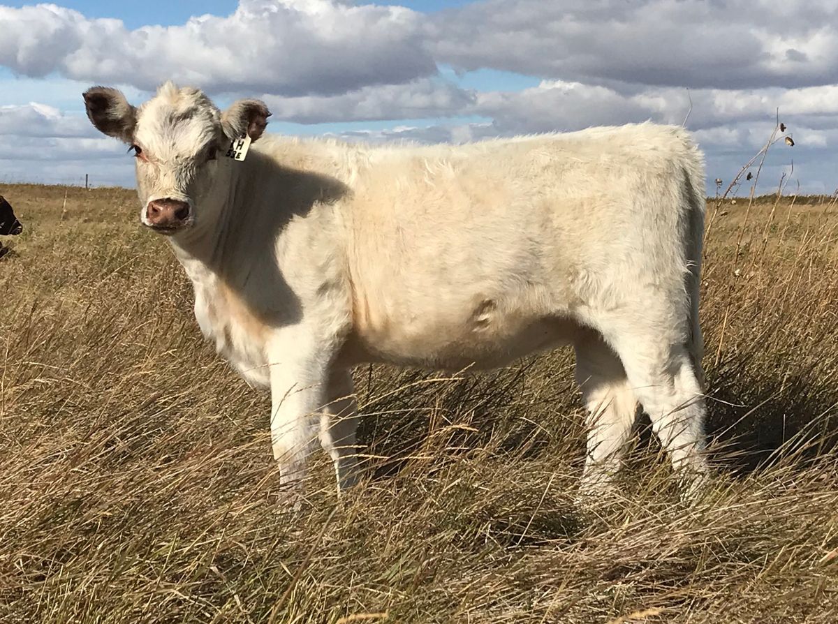 Saskatchewan Shorthorn Association - Annual Banquet