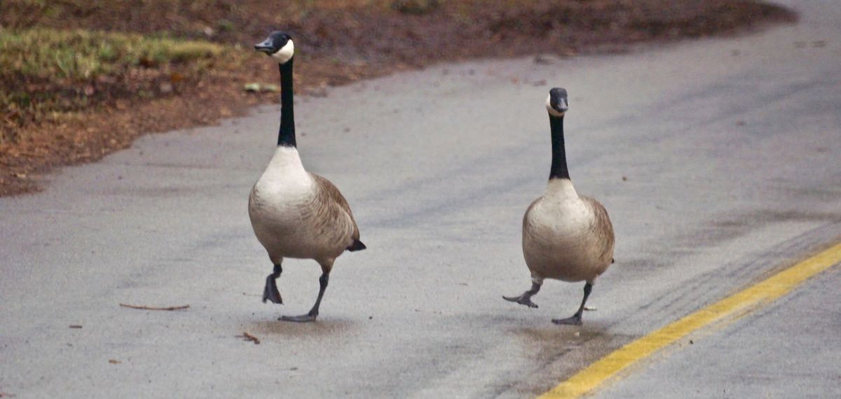 Lexington Cemetery Bird Walk