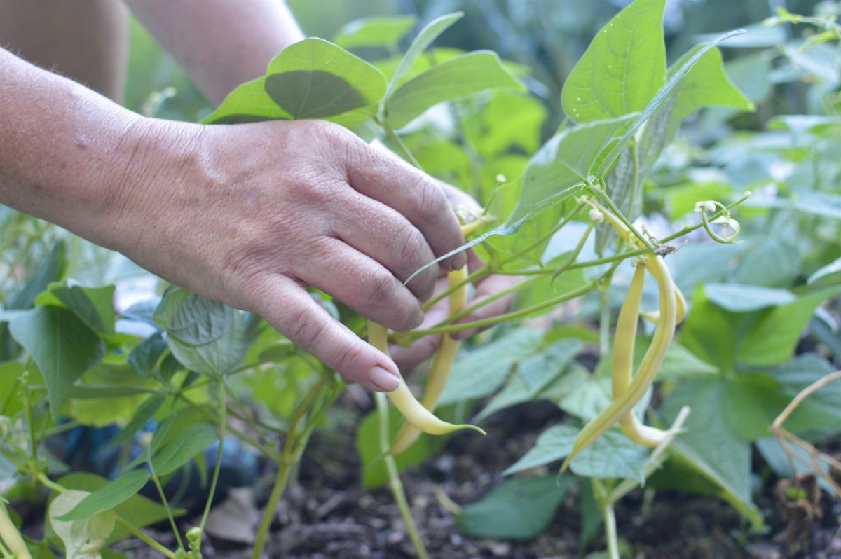 Urban Farms: Certifying Organic, One Step at a Time