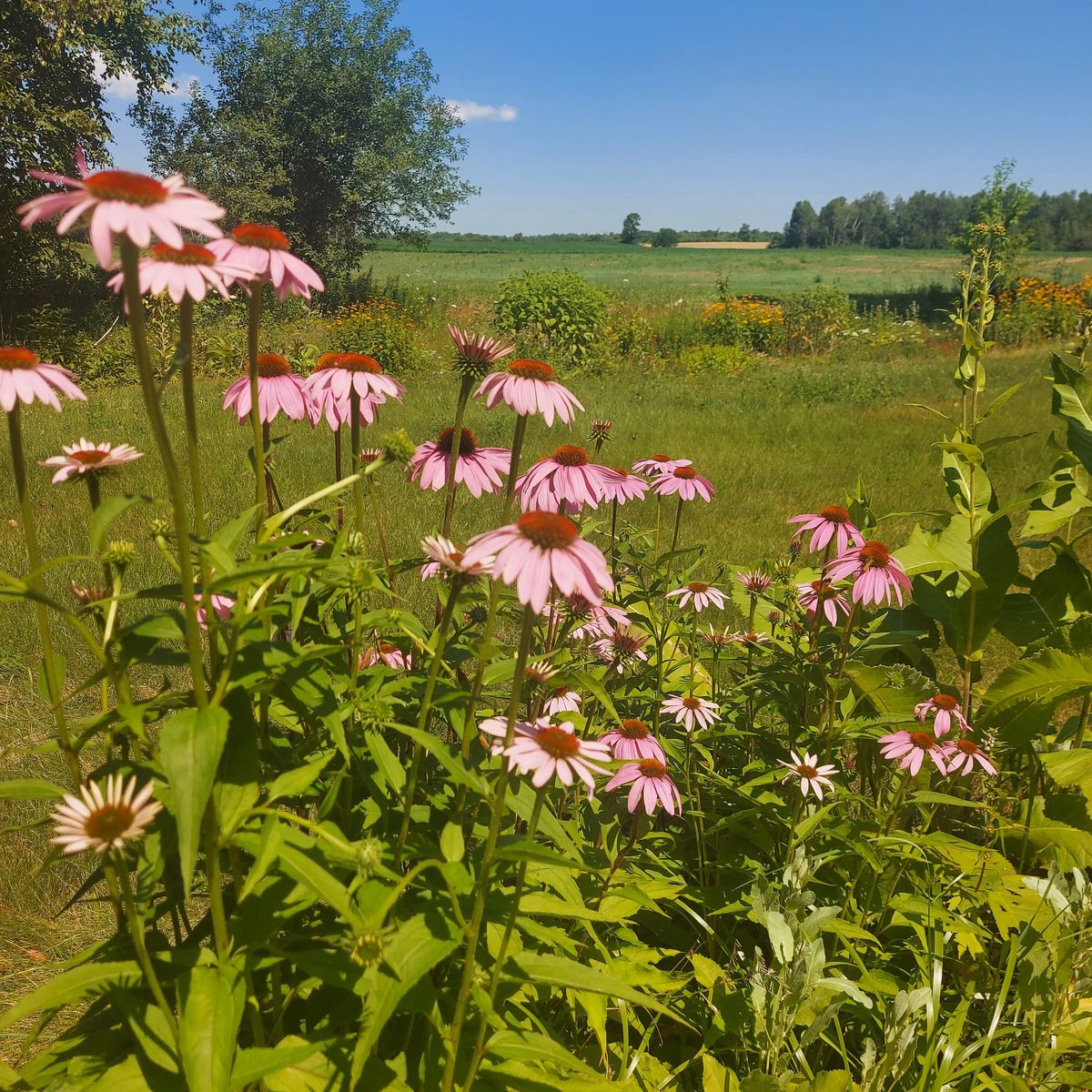 August Herb Walk