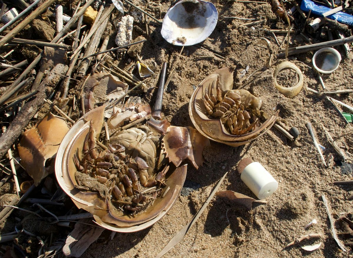 Oakwood Beach Cleanup