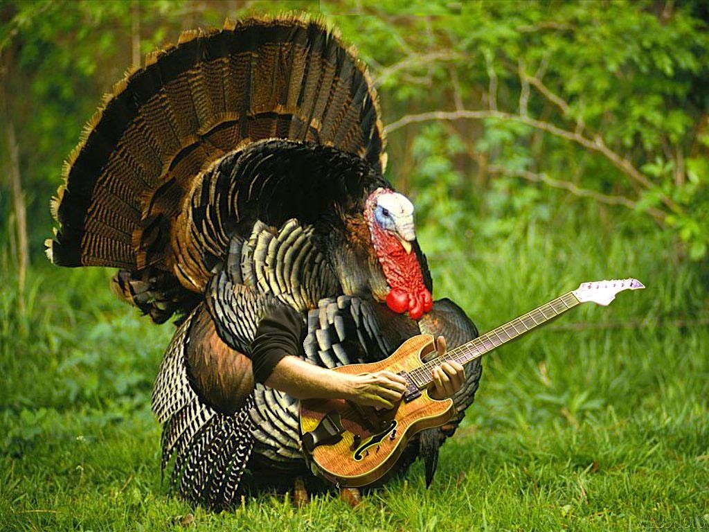 Thankgiving Eve Live Music Bing w\/ Achilles' Heart