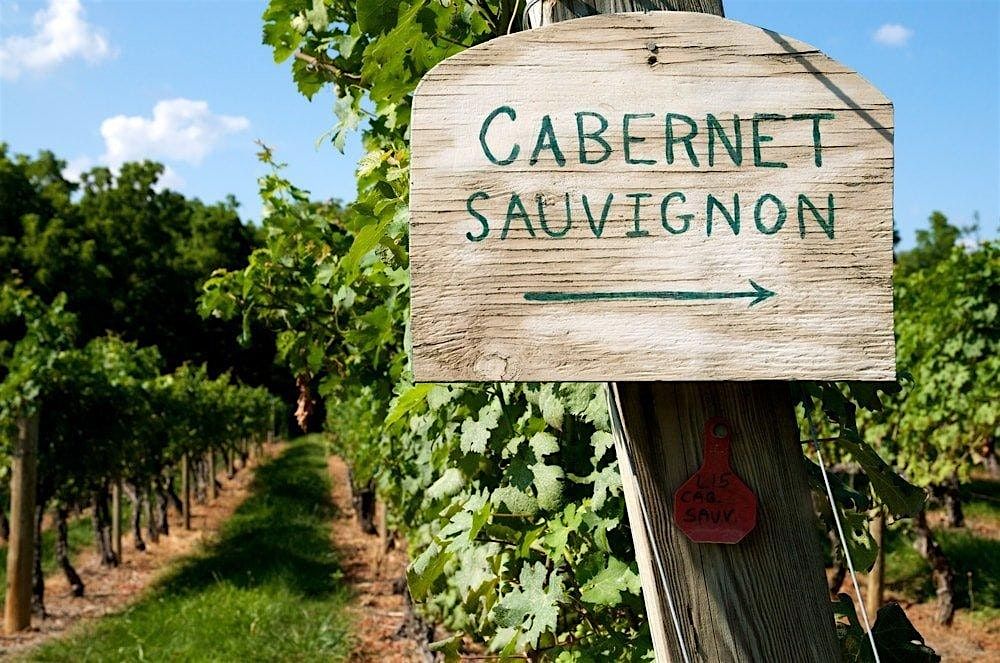 Varieties in Focus: Chardonnay & Cabernet Sauvignon