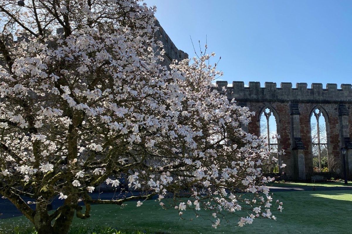 Rare Plant Fair, The Bishop's Palace, Wells