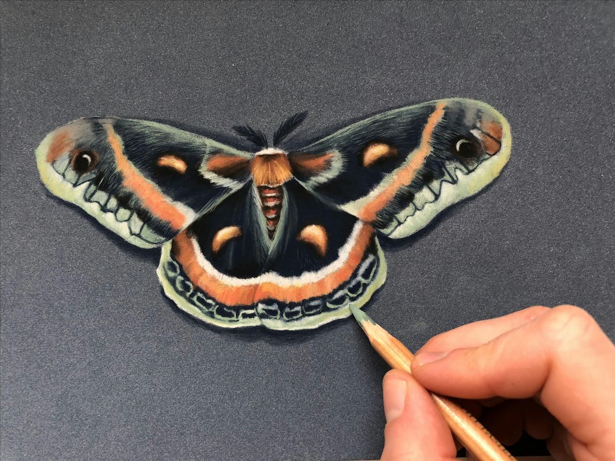 Pastel Pencils Workshop - Cecropia Moth