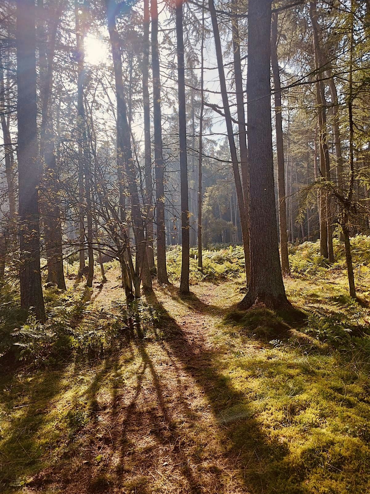 Meander through the senses Dreghorn Woods