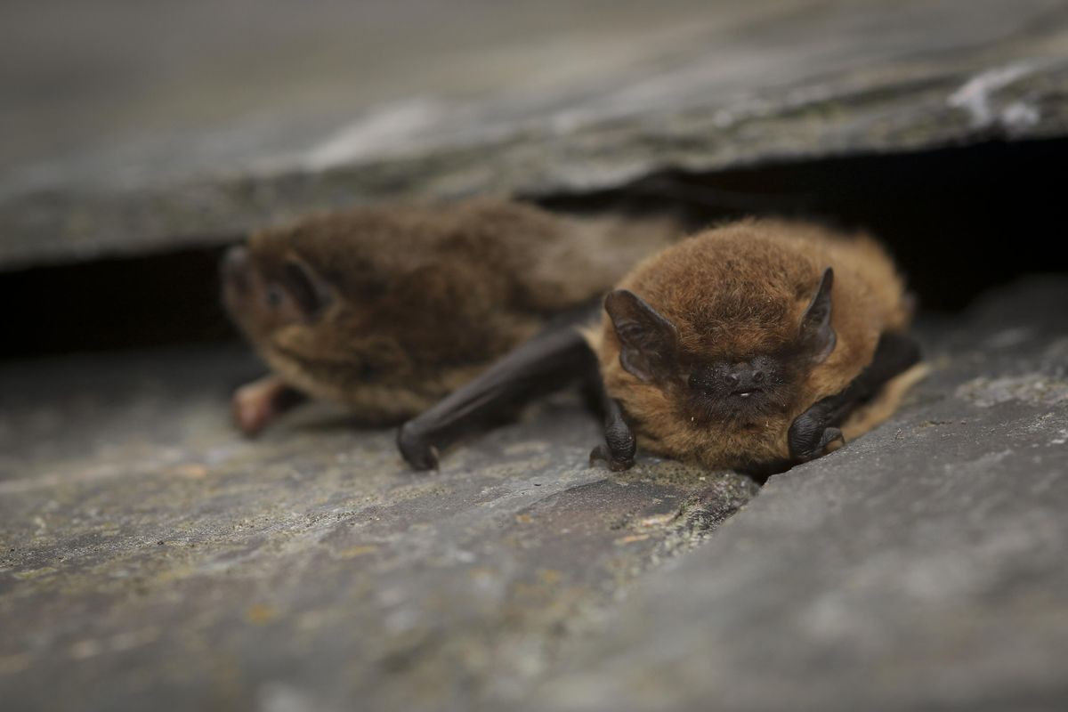 Brockholes Family Bat Walk - Thursday 29th August