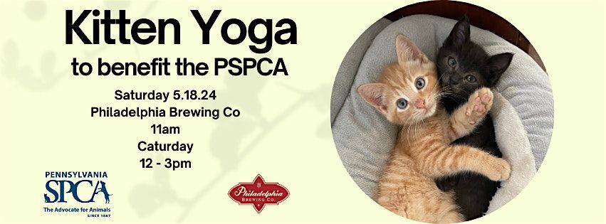 Kitten Yoga at Philadelphia Brewing Co