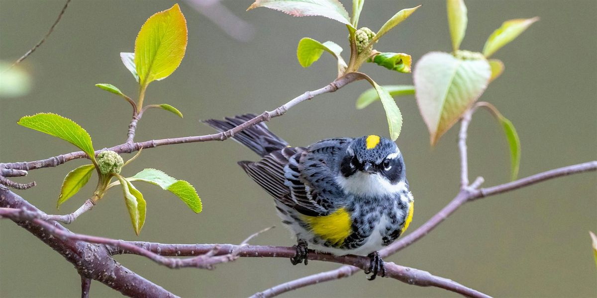 Bird Migration Workshop