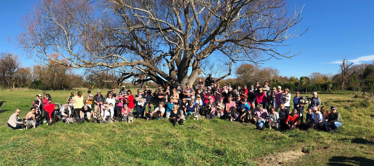 Monthly Minature Schnauzer Walk - Christchurch