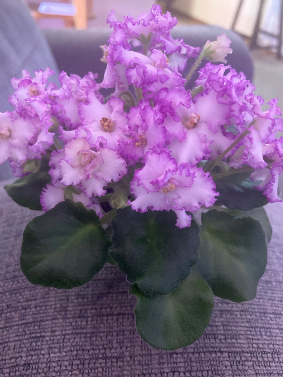 African Violet Show & Sale