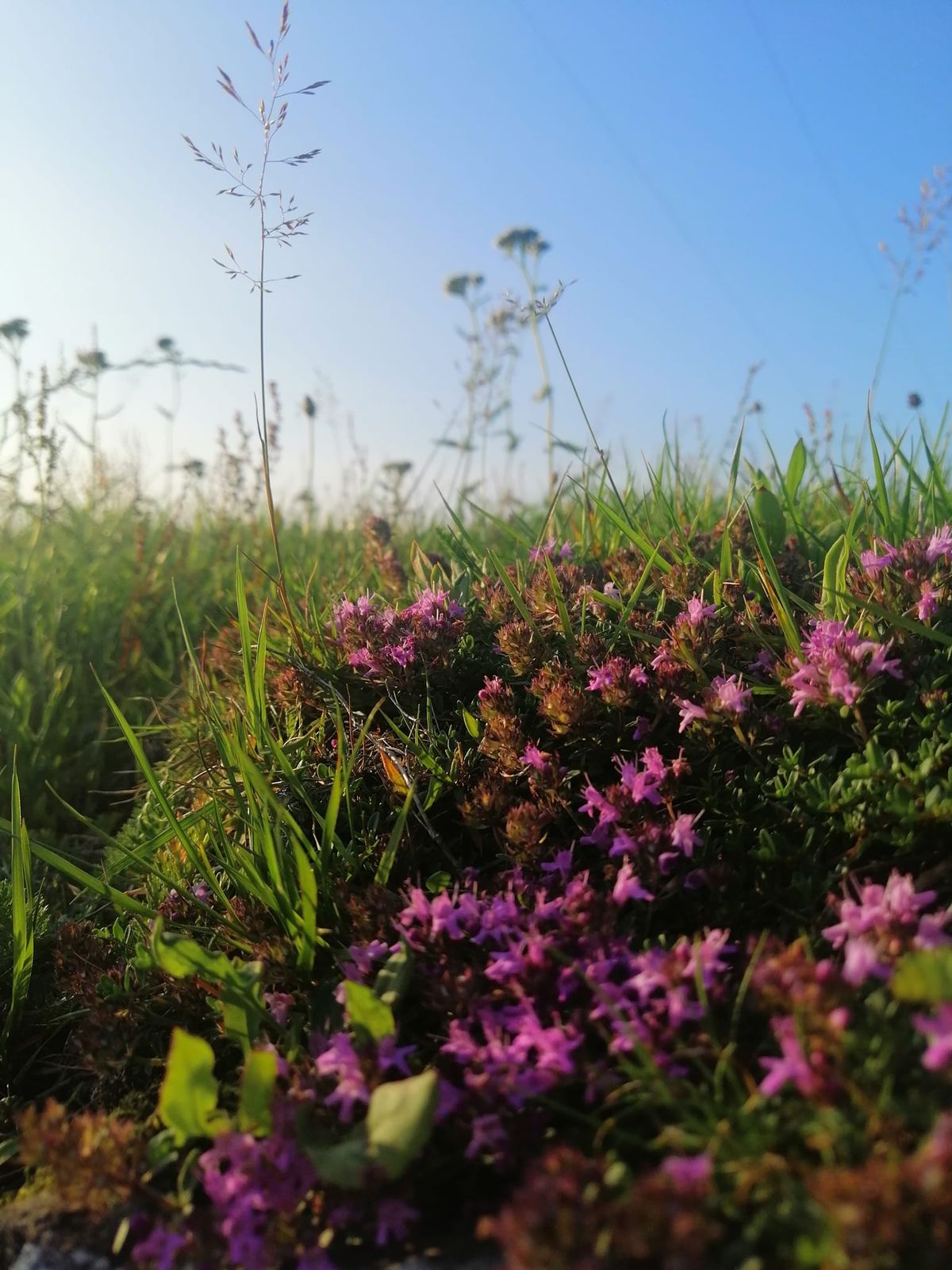 Blossoming retreats