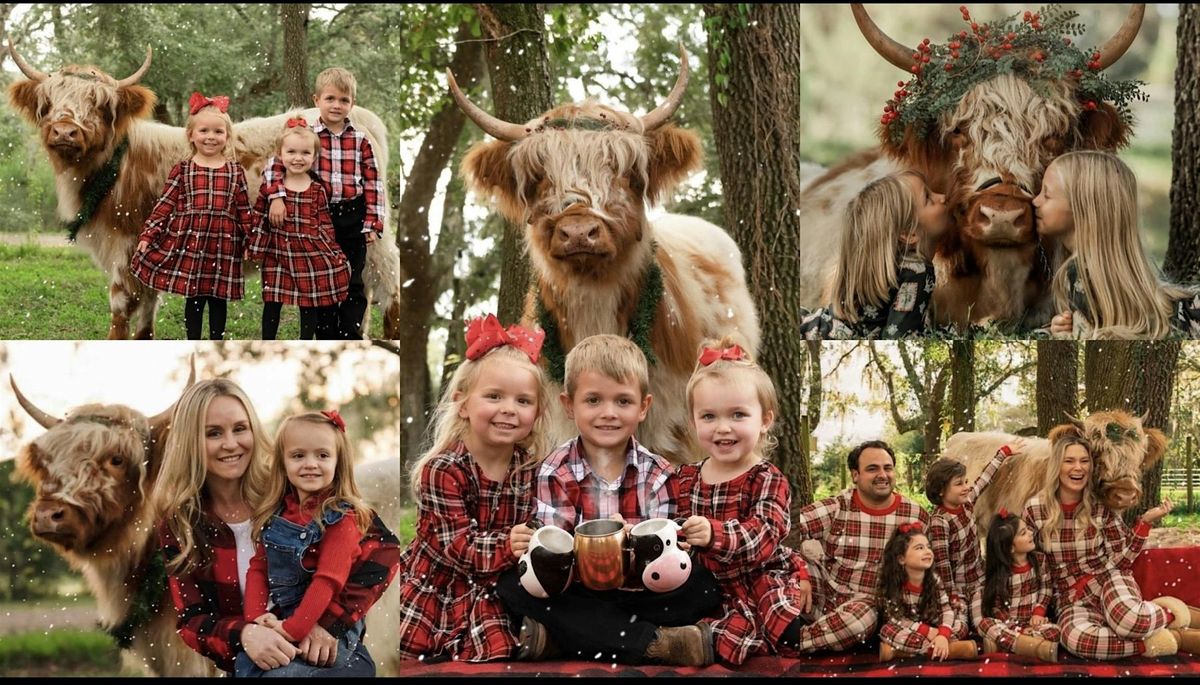 Fluffy highland cow mini photoshoot | Birmingham Alabama Oct 19 & 21