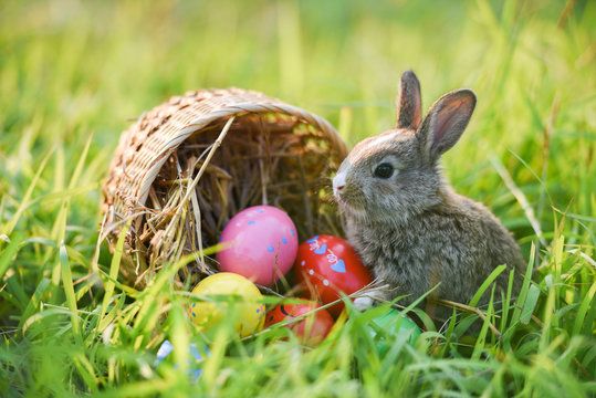 The Great Bunny Escape! 