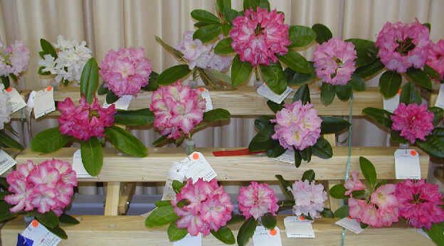 Rhododendron Show at the Carroll County Farmer's Market