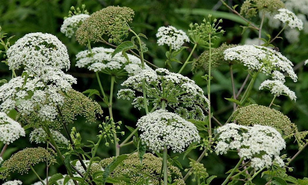 Toxic Plants in the Florida Landscape - Thursday, December 12,- 2:00 pm