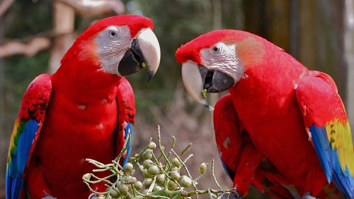 Southeast Exotic Bird Fair Kissimmee