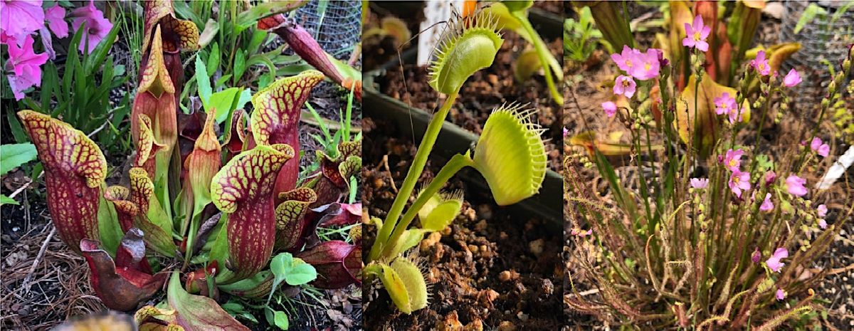 Carnivorous Plant Basics and  DIY Bog Gardens