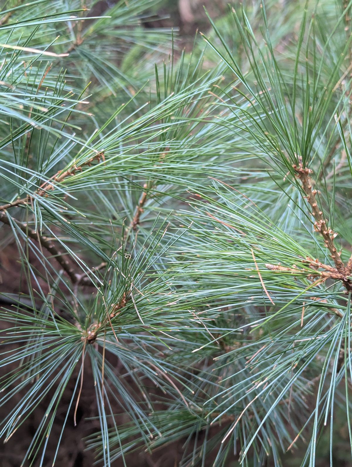 Winter Wild Food & Medicine Walk - Blue Forest #2