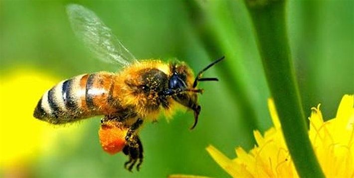 Introduction to Beekeeping-Green Bay