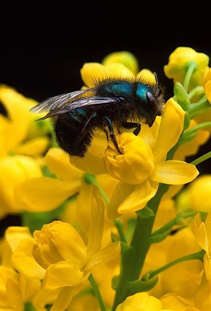 Harvesting Mason Bees - Hands on