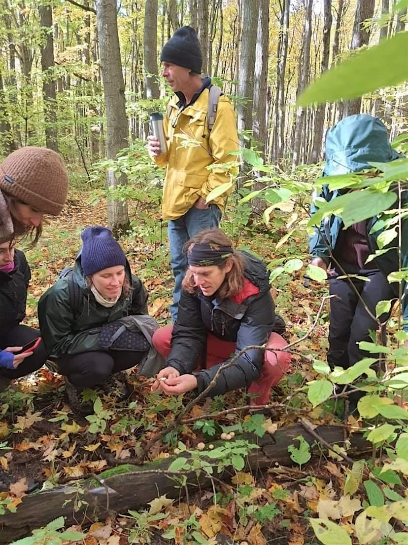 Intro to mushroom identification and foraging