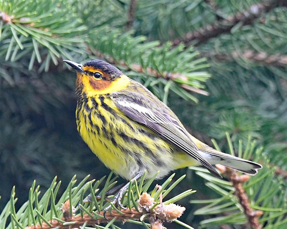 June Spring Farm June Spring Migration Bird Walk, Indiana Dunes State Park - Wilson ...