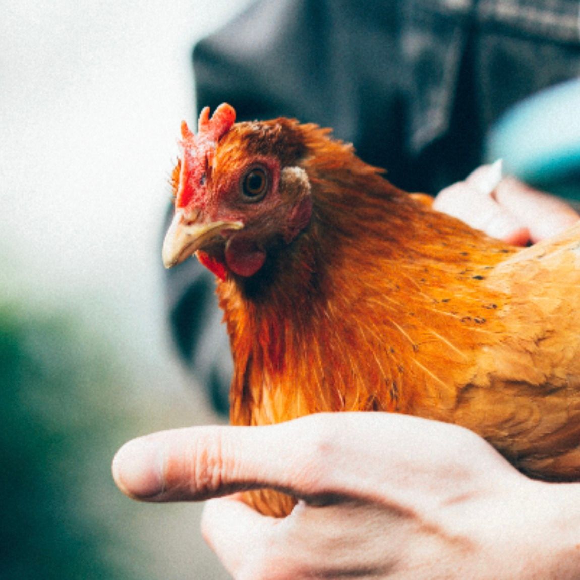 Backyard Chicken Basics (at CGS)