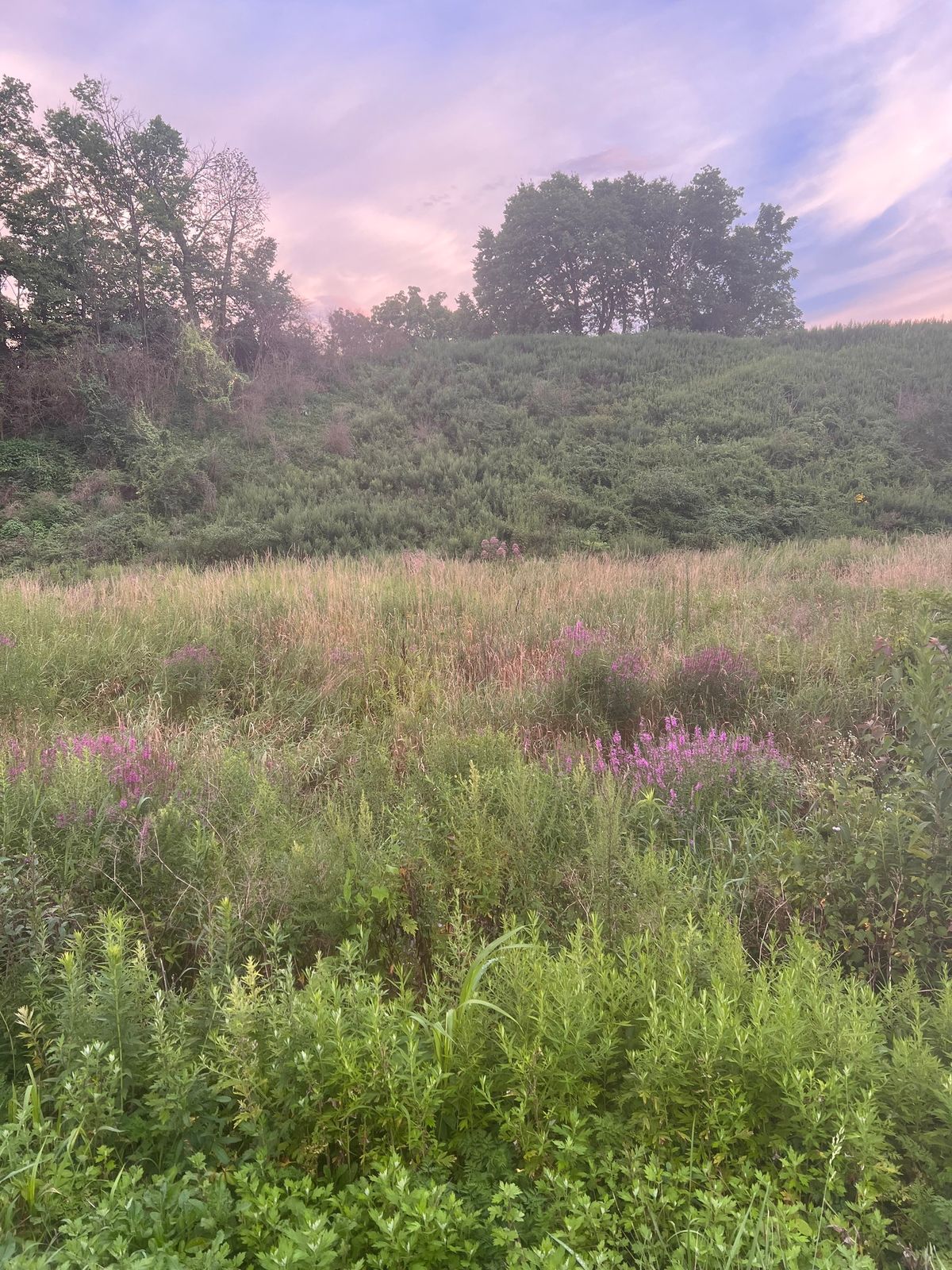 HERBAL HARMONY: Exploring Herbs and Crafting Smudge Sticks 