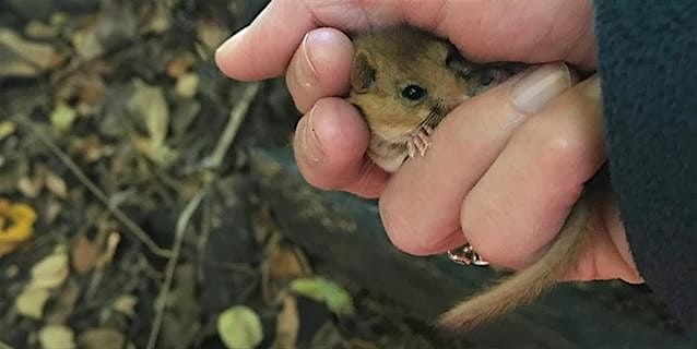 Hazel Dormice