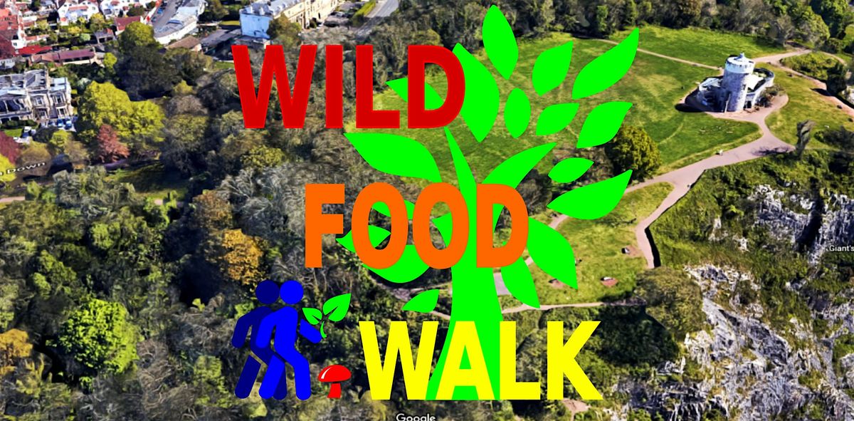 October Avon Gorge (Bristol) Wild Food Foraging\/ Forager Walk.