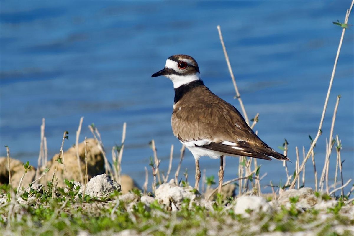 Guided Birding Walk - Shorebirds