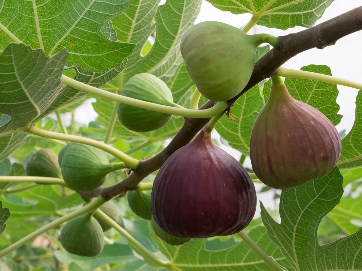 Fig