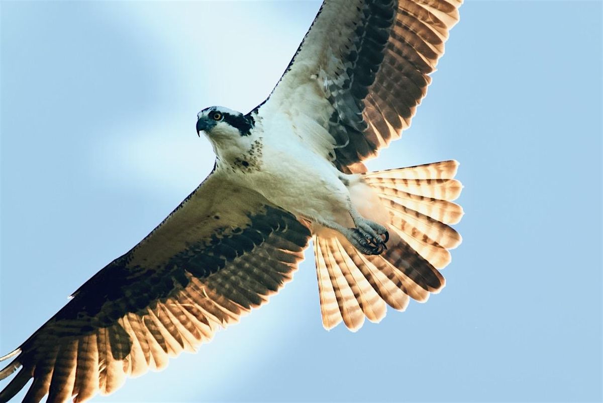 Guided Birding Walk - Spring Migration