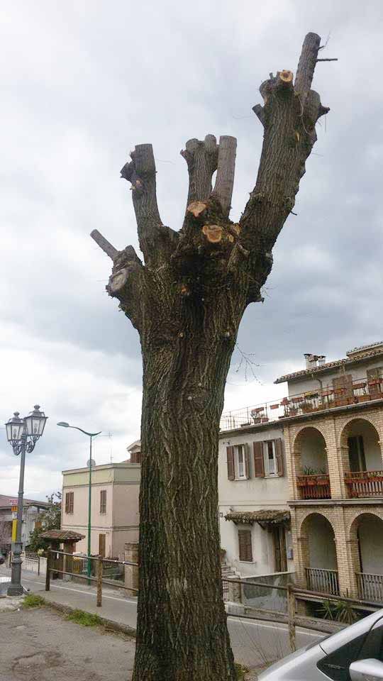 STATI GENERALI DEL VERDE 2.0: convocazione per presidio a Palazzo San Giacomo ( comune di Napoli)