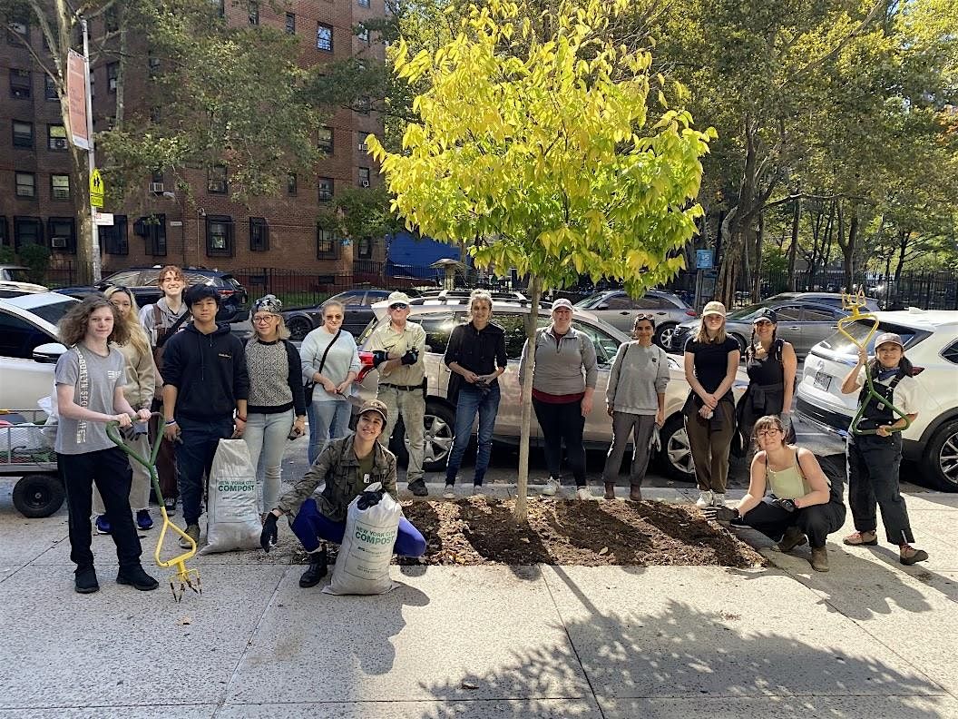 Street Tree Care:  With City Council Member Marte!