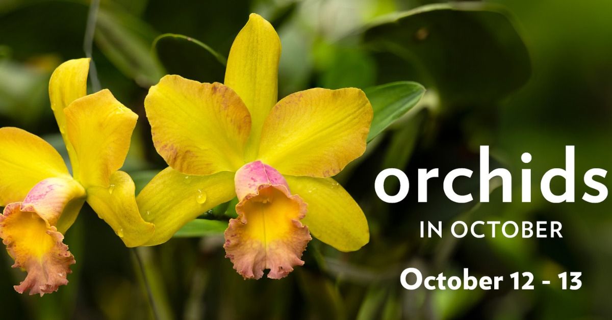 Orchid Lovers: Orchids in October at the Garden!