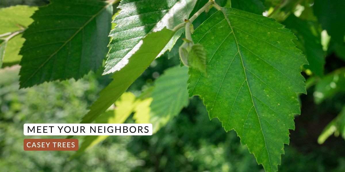 Meet Your Neighbors: Insect Walk and Talk with Bartlett Tree Services
