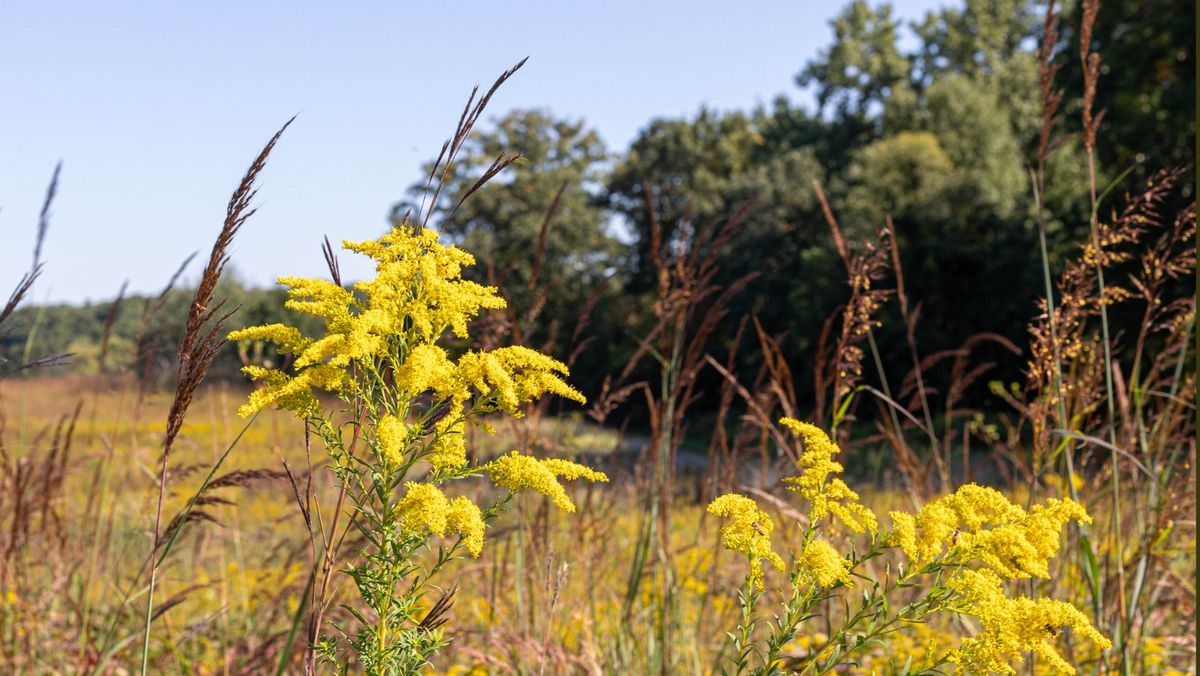 Guided Prairie Walk