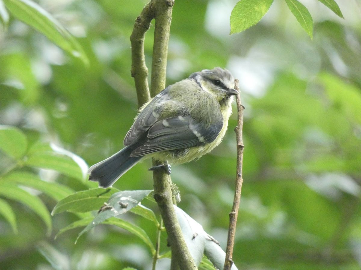 Identifying Birds by Sight and Sound 