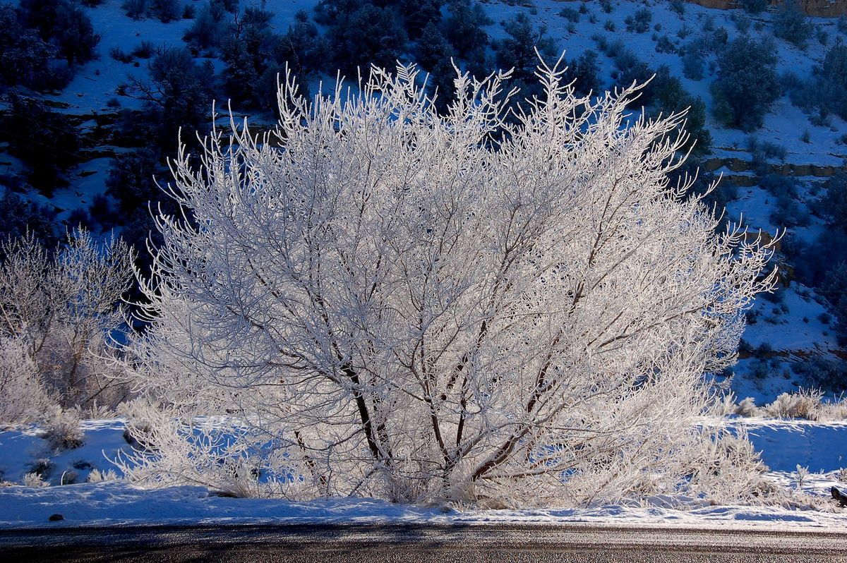 Winter Tree ID