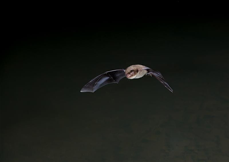 Local Volunteer Event: Guided Bat Walk at The Wildgrounds, Gosport