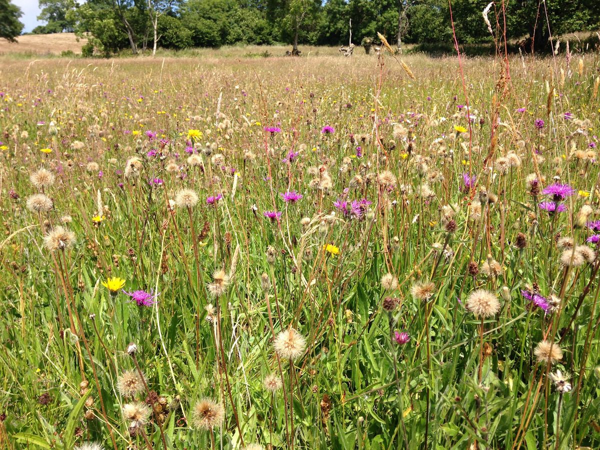 Habitat Indicator Species (Phase 1, UKHABS and NVC) - 2 day course 2023