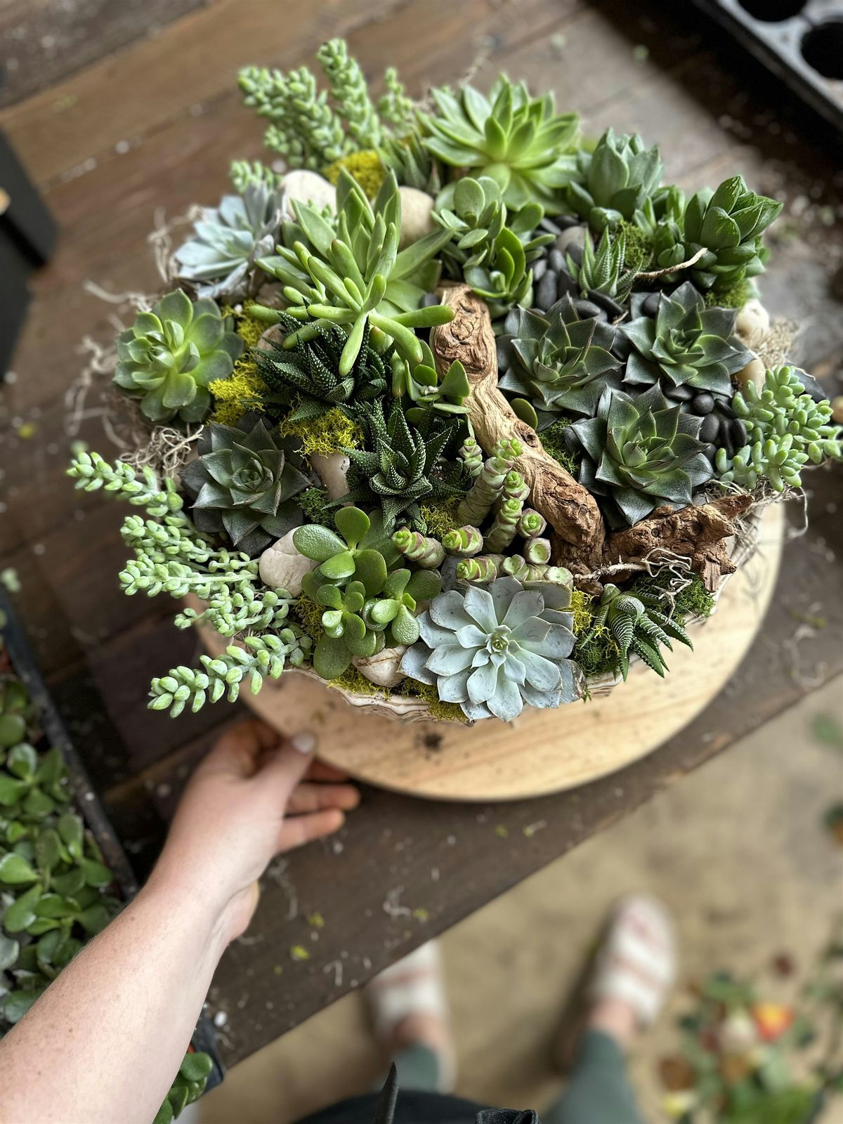 IN STUDIO - Succulent Garden