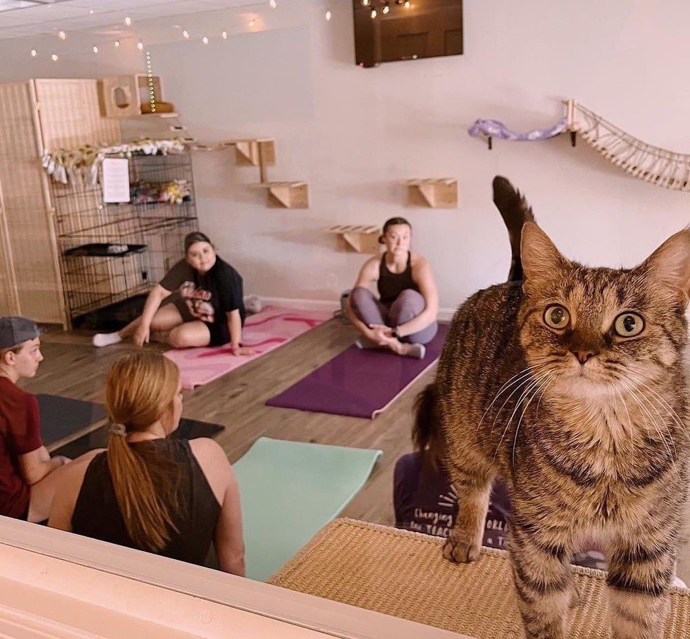 Cat Yoga - Flow with Felines! 