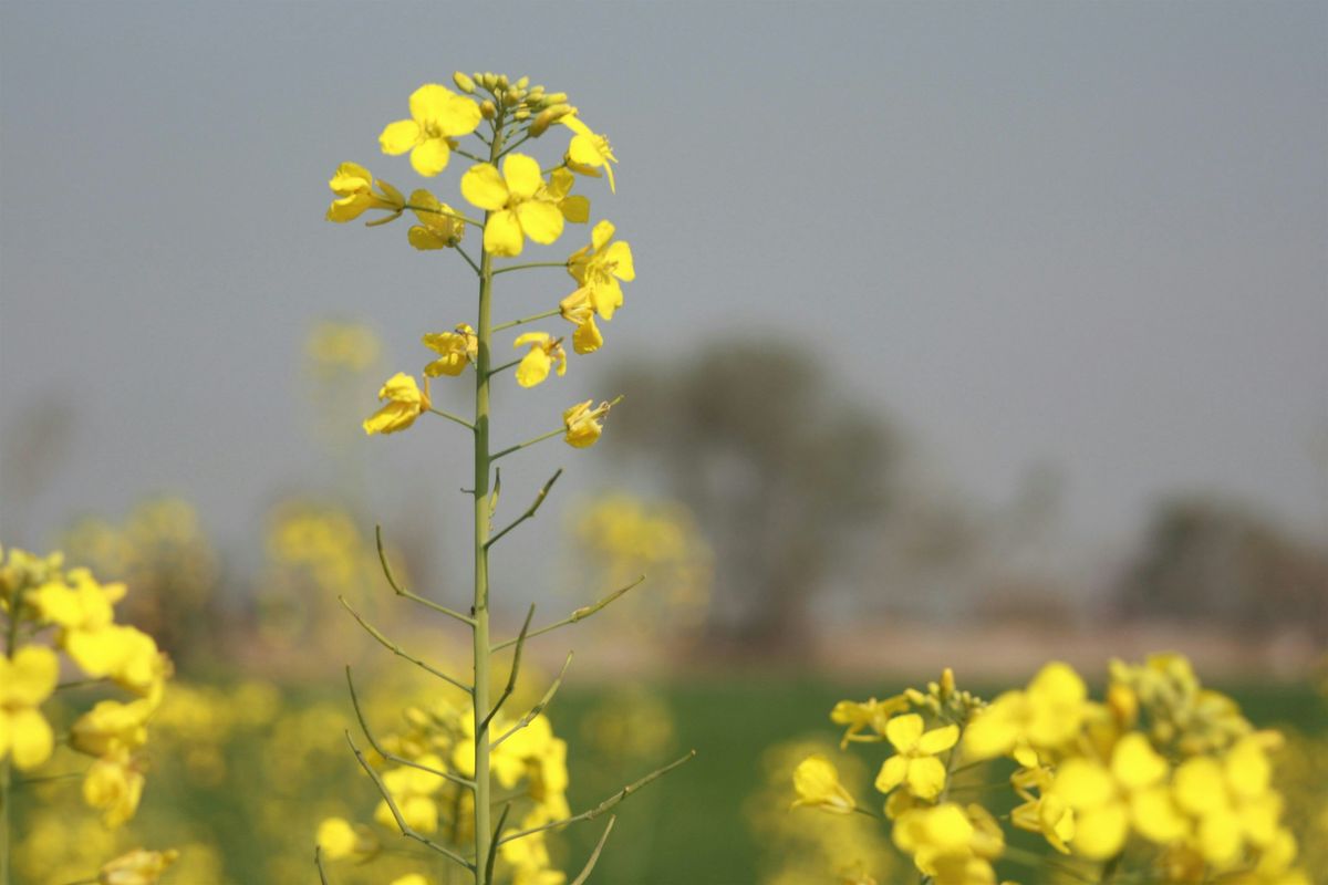 D\u00e9couvrir les fleurs comestibles du jardin