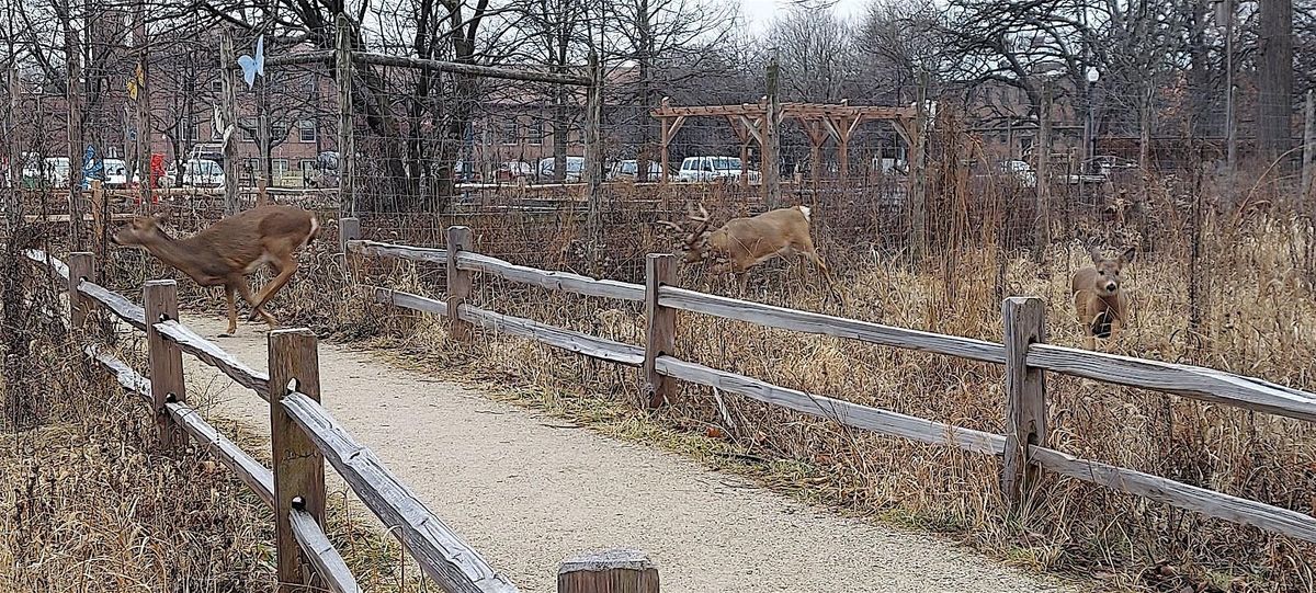 North Park Village Nature Center walk