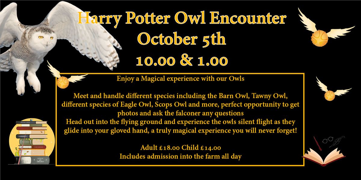 Harry Potter Owl Encounter