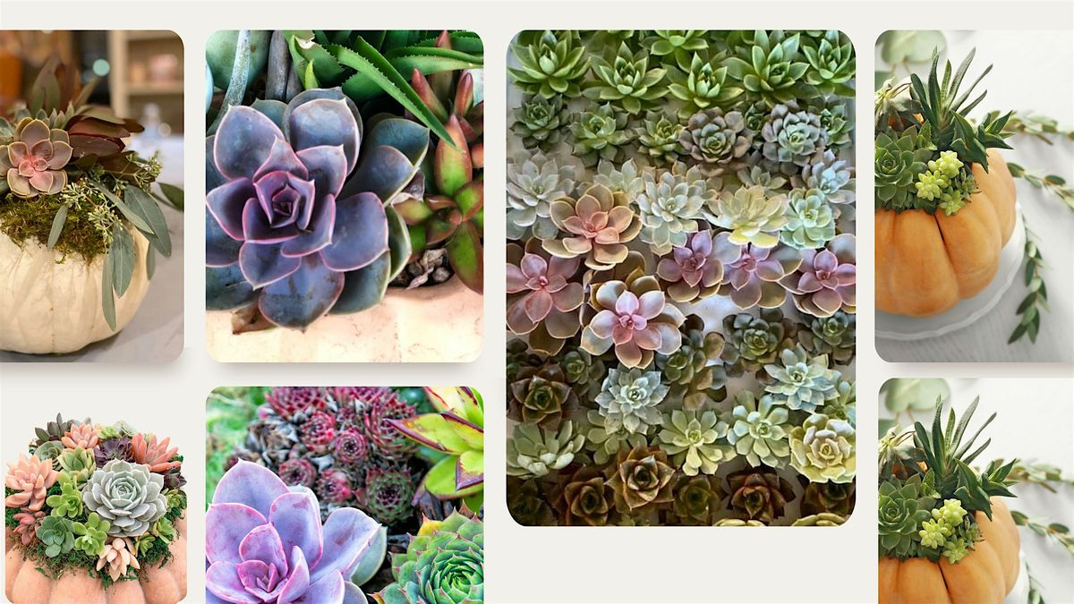 October Pumpkin & Succulent Design Workshop